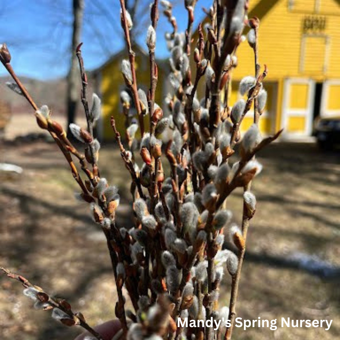 Pussy Willow | Salix discolor