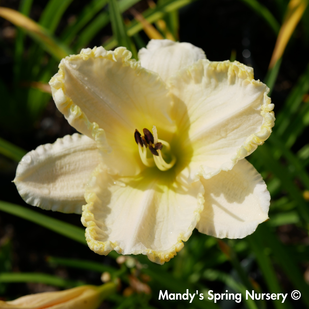 'Marquee Moon' Daylily | Hemerocallis