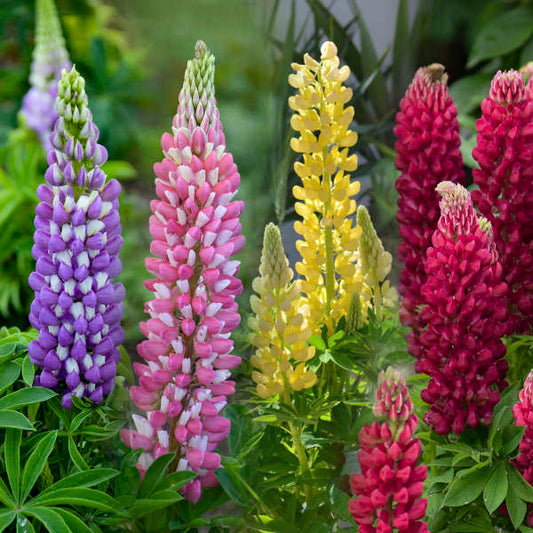 'Mini Gallery' Lupine (Mixed) | Lupinus polyphyllus