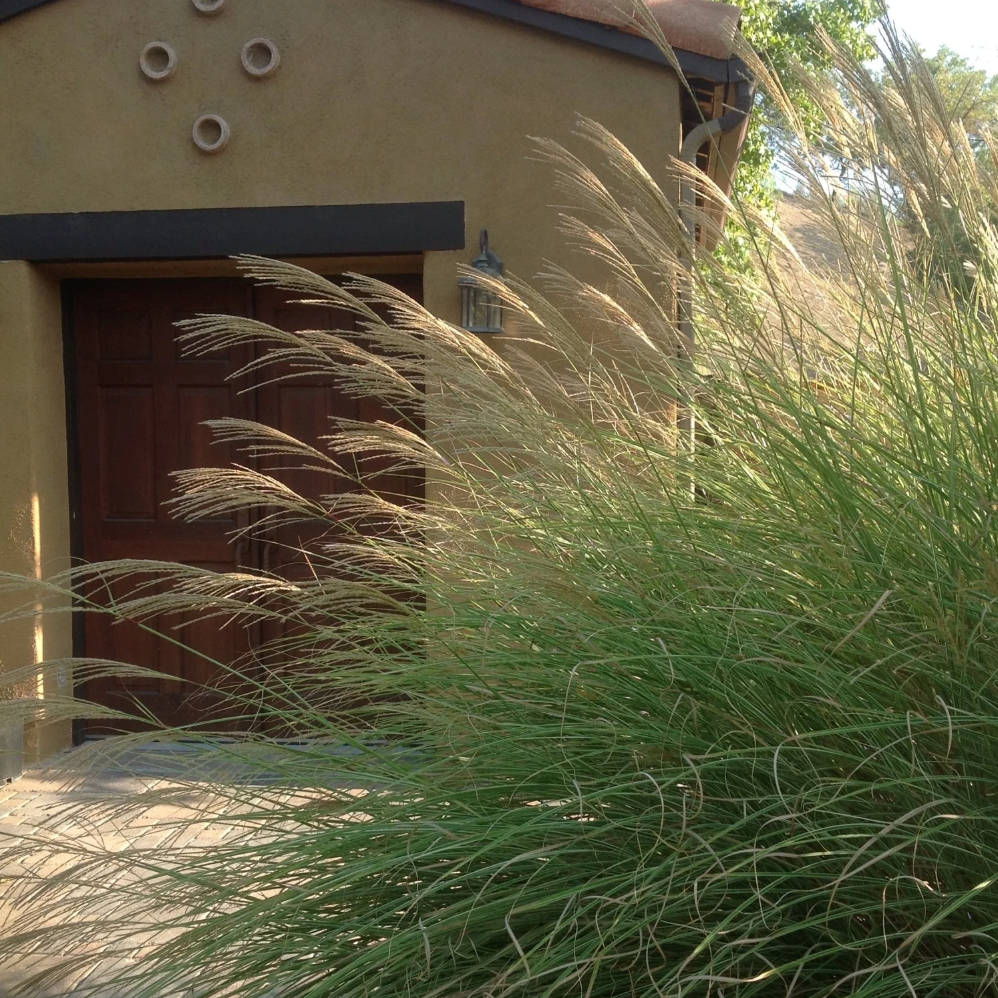 'Morning Light' Maiden Grass | Miscanthus sinensis
