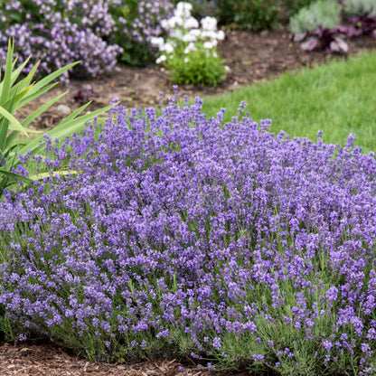Munstead English Lavender | Lavandula angustifolia