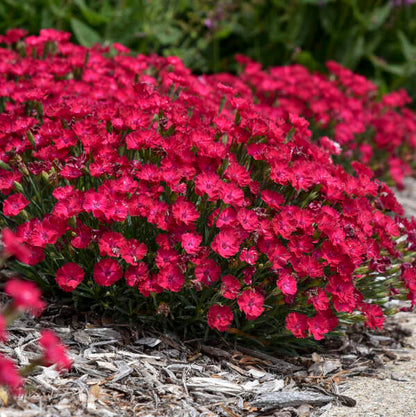 'Paint the Town Red' Dianthus