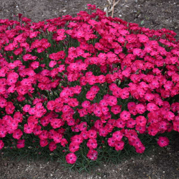 'Paint the Town Red' Dianthus