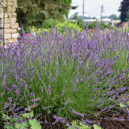 'Phenomenal®' English Lavender | Lavandula intermedia