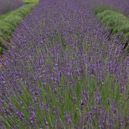 'Phenomenal®' English Lavender | Lavandula intermedia