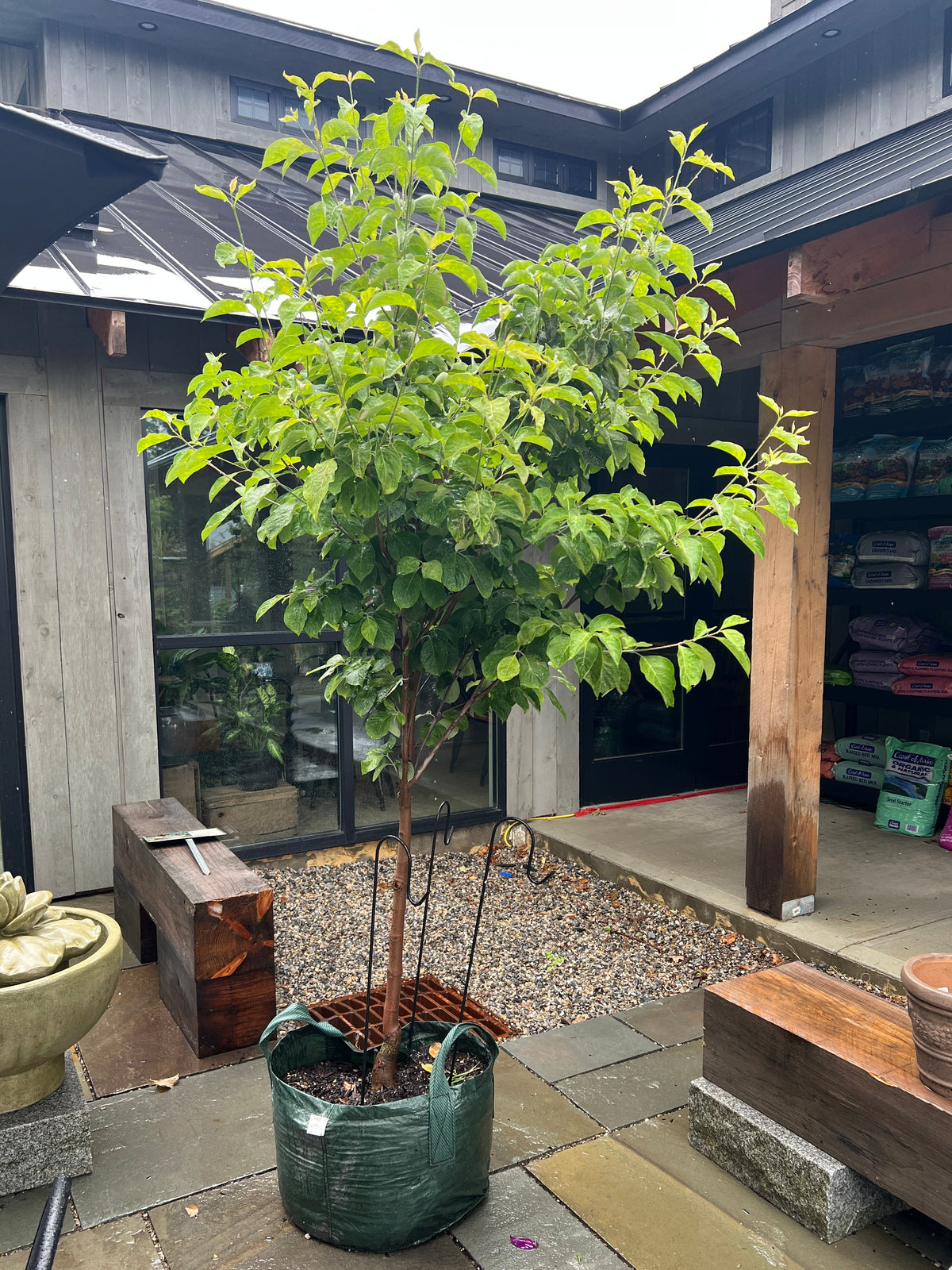 'Princess Emily' Dogwood | Cornus florida