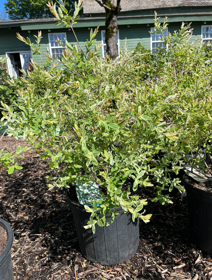 Hakura Nishiki Willow  | Salix integra