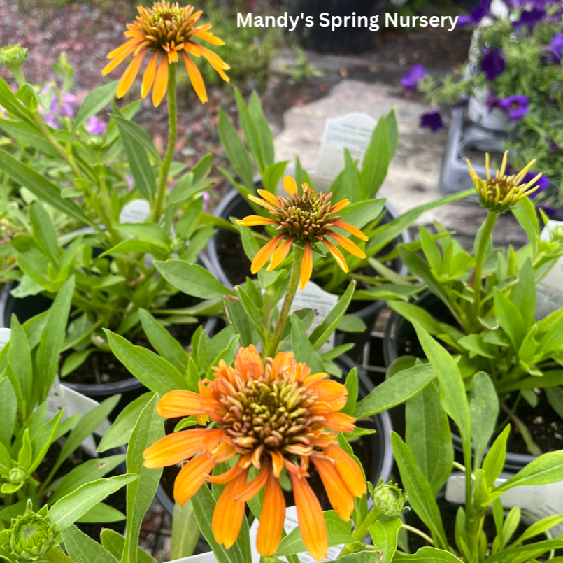 Marmalade Coneflower | Echinacea x hybrida