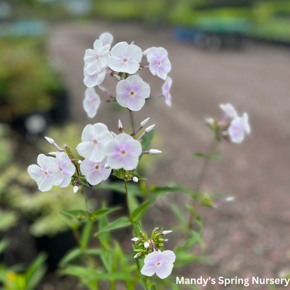 Fashionably Early Crystal Phlox | Phlox paniculata