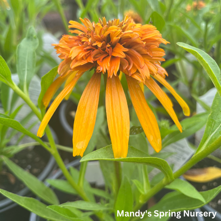 Marmalade Coneflower | Echinacea x hybrida