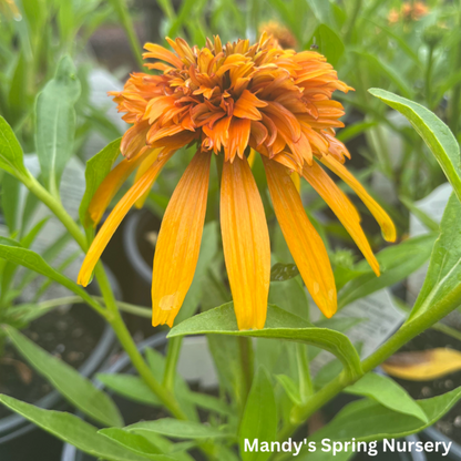 Marmalade Coneflower | Echinacea x hybrida