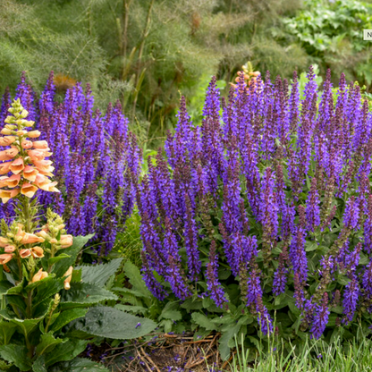 'Violet Profusion' Salvia | Salvia nemorosa