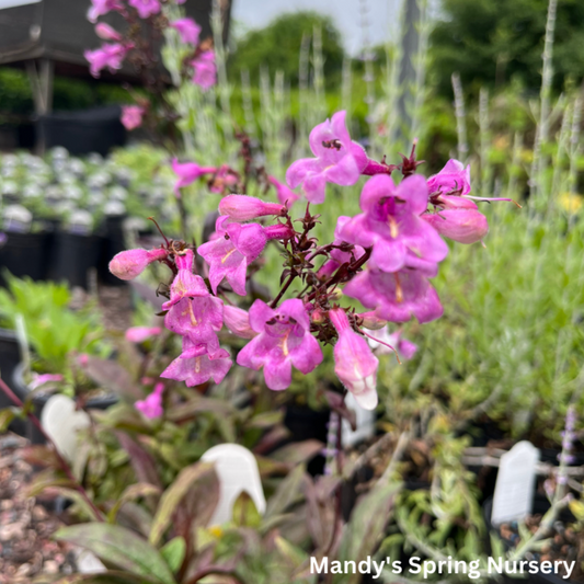 Midnight Masquerade Beardtongue | Penstemon