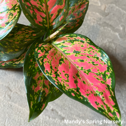 Lucky Plant' | Aglaonema