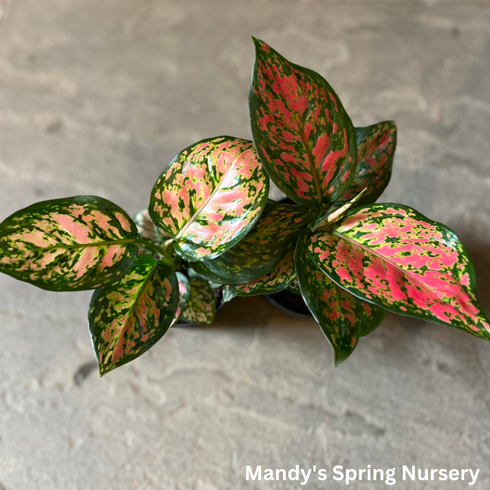 Lucky Plant' | Aglaonema