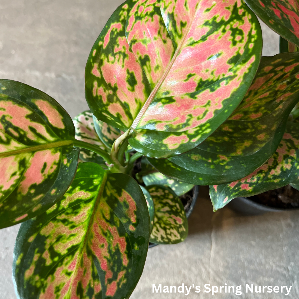 Lucky Plant' | Aglaonema