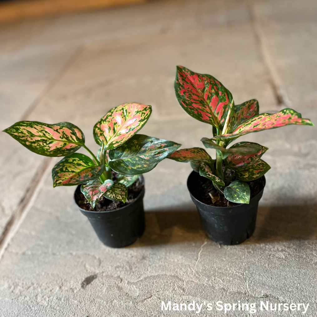 Lucky Plant' | Aglaonema