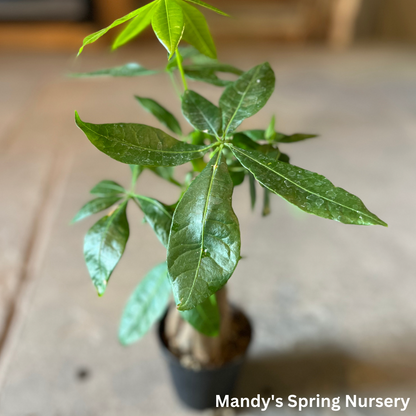 Money Tree | Pachira aquatica