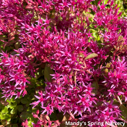 Dragon's Blood Stonecrop | Sedum