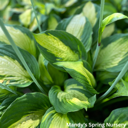 Captain Kirk Hosta | Hosta 'Captain Kirk'