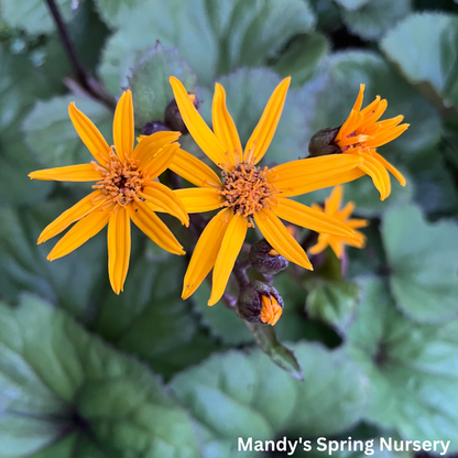 Midnight Lady Ligularia | Ligularia dentata 'Midnight Lady'