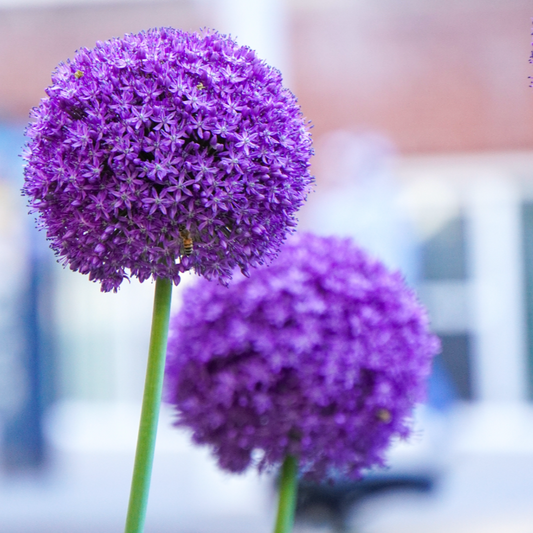 Allium 'Gladiator'