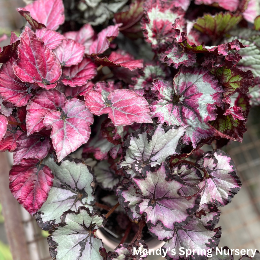 Painted Leaf Begonia | Begonia rex-cultorum