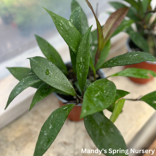 Wax Plant Hoya | Hoya pubicalyx