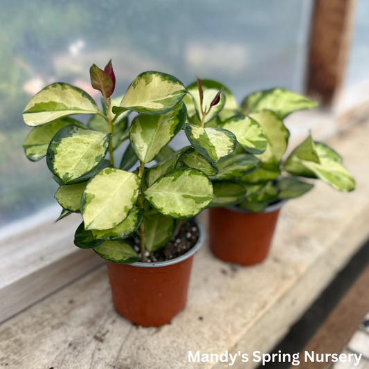 Lisa Waxvine Hoya | Hoya australis 'Lisa'
