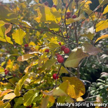 Wildfire™ Winterberry | Ilex verticillata