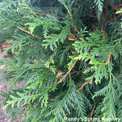 Nigra Dark American Arborvitae | Thuja occidentails 'Nigra'