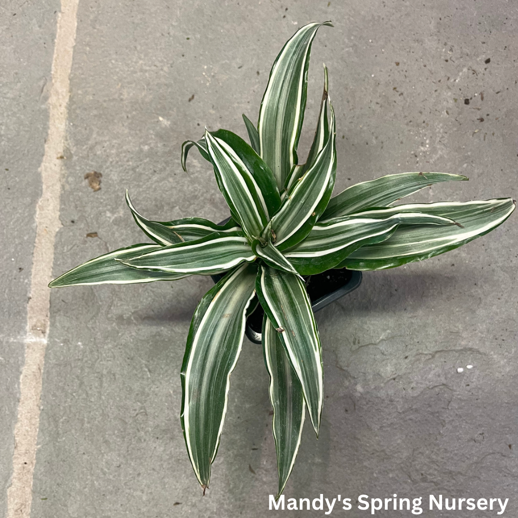 White Jewel Dracaena | Dracaena fragrans 'White Jewel'
