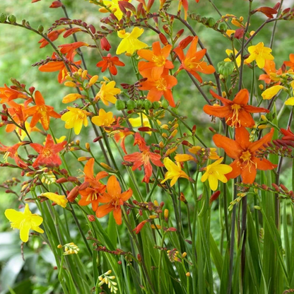 Crocosmia Mixture | 8 corms