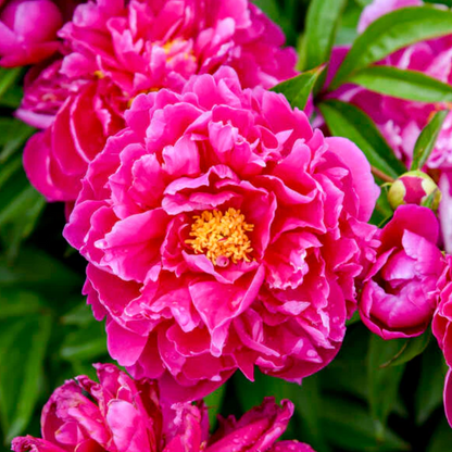 'Karl Rosenfield' Peony