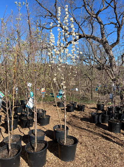 Toka Plum | Prunus