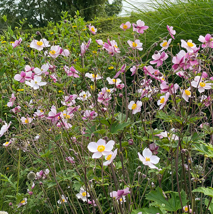 'Robustissima' Japanese Anemone | Anemone x hybrida 'Robustissima'
