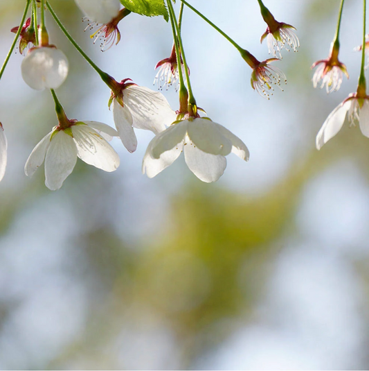 Snow Fountains® Cherry | Prunus 'Snofozam'