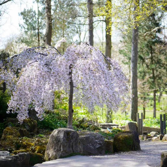 Snow Fountains® Cherry | Prunus 'Snofozam'