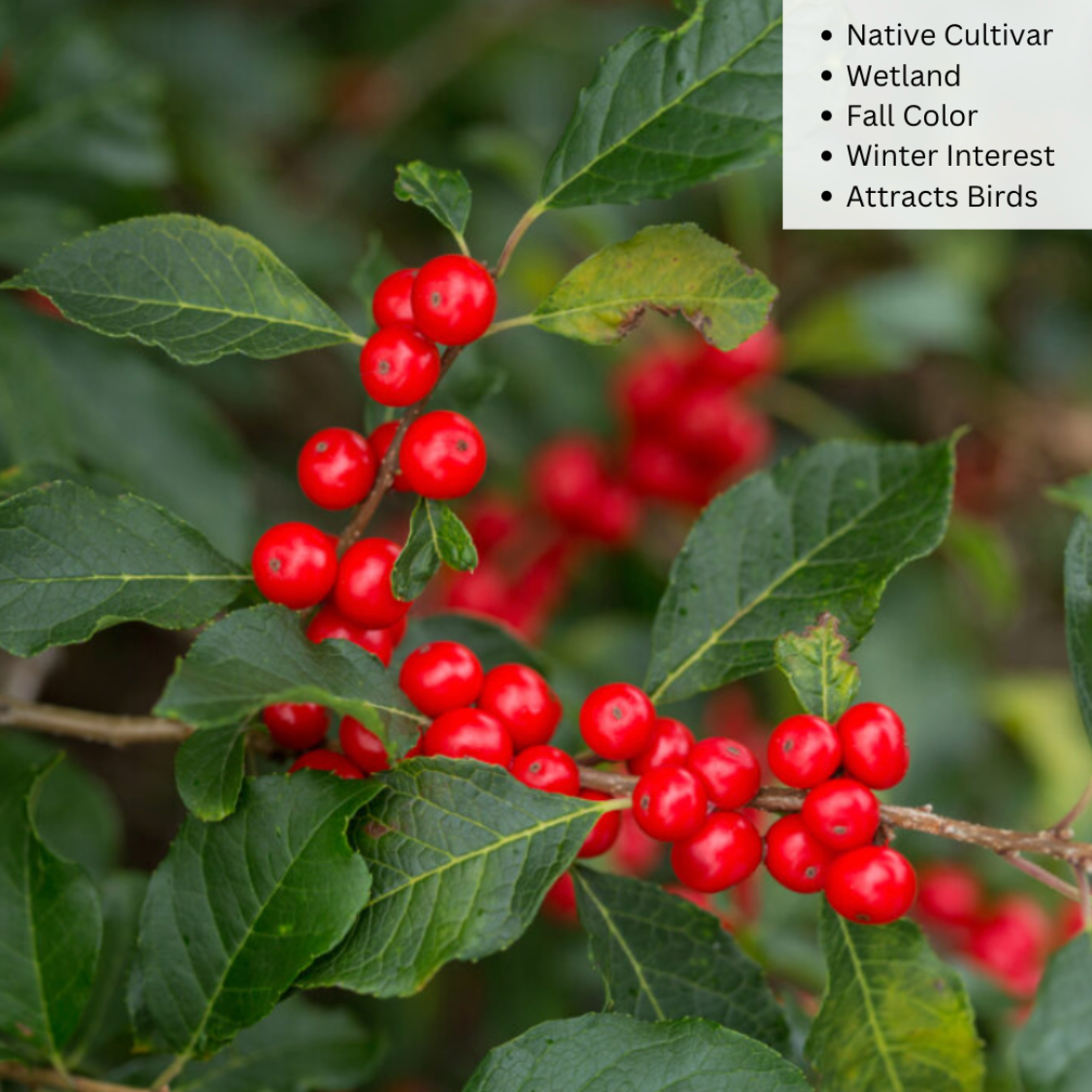 Wildfire™ Winterberry | Ilex verticillata