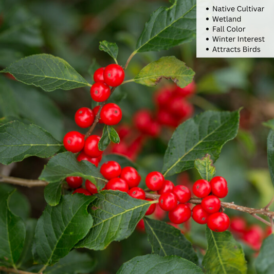 Wildfire™ Winterberry | Ilex verticillata