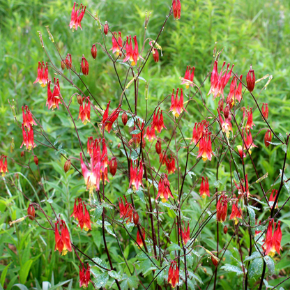 Red Columbine | Aquilegia canadensis