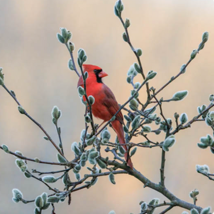 Pussy Willow | Salix discolor