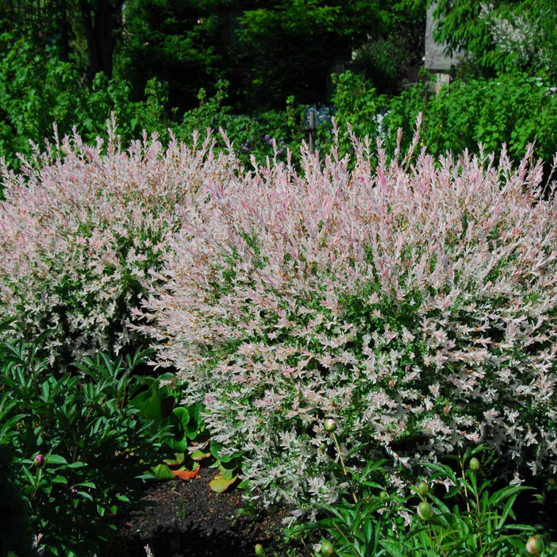 Hakura Nishiki Willow  | Salix integra