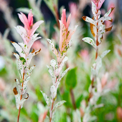 Hakura Nishiki Willow  | Salix integra