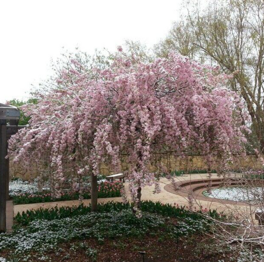 Red Jade Crabapple | Malus 'Red Jade'