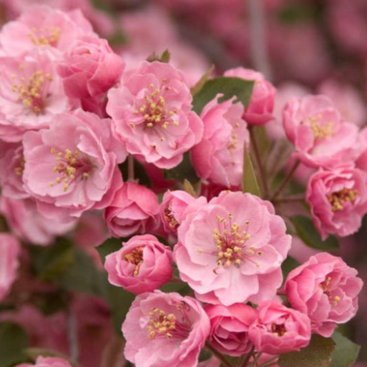 'Brandywine' Crabapple | Malus 'Brandywine'
