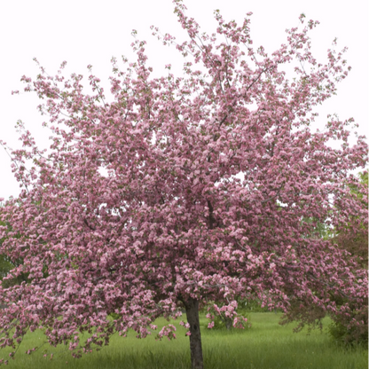 'Brandywine' Crabapple | Malus 'Brandywine'