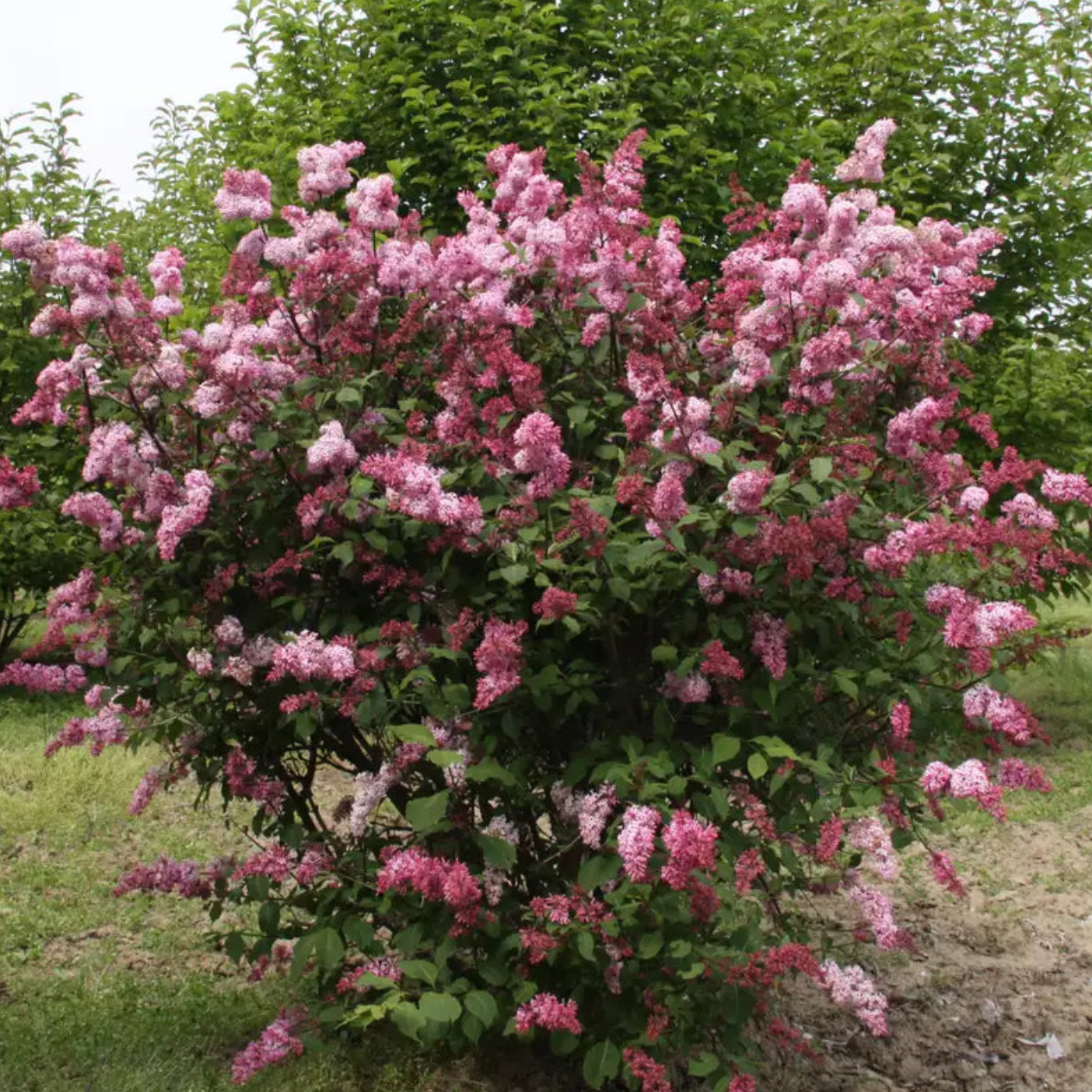 Miss Canada Lilac | Syringa