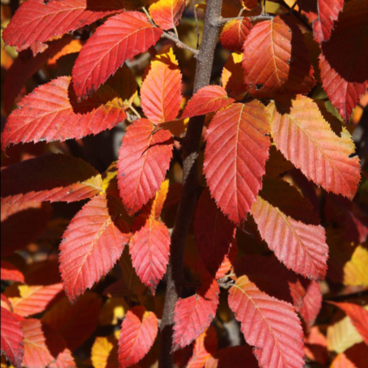 'Fire King' Musclewood | Carpinus caroliniana