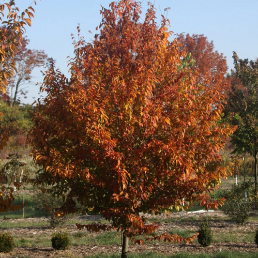 'Fire King' Musclewood | Carpinus caroliniana